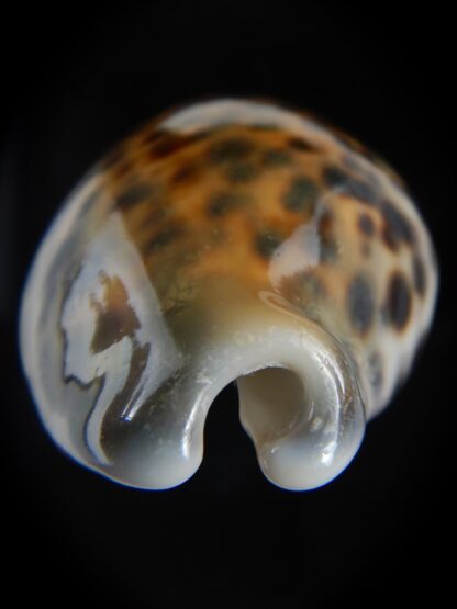 Cypraea tigris pardalis ..SP Colour... 73.07 mm Gem -74471