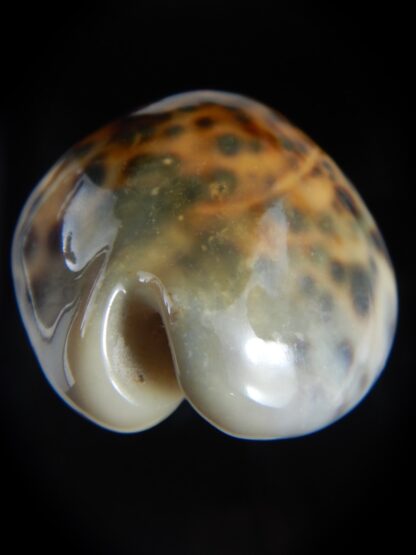 Cypraea tigris pardalis ..SP Colour... 73.07 mm Gem -74470