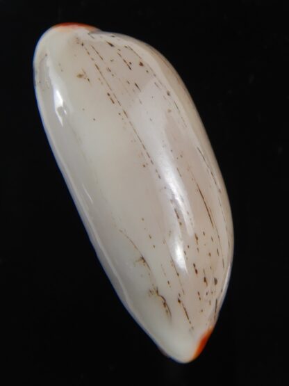 Luria isabella ...GIANT ... 39.68 mm Gem-74584