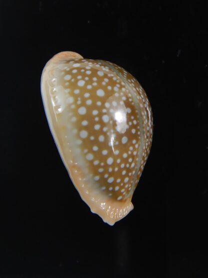 Naria miliaris ,,Dwarf ... 28.60 mm Gem-74680