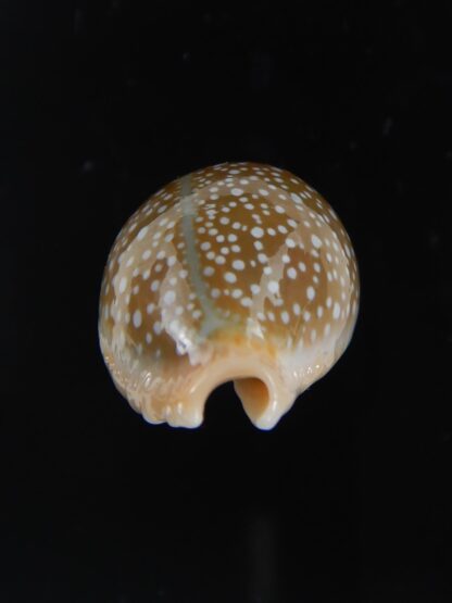 Naria miliaris ,,Dwarf ... 28.60 mm Gem-74683