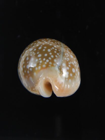 Naria miliaris ,,Dwarf ... 28.60 mm Gem-74682