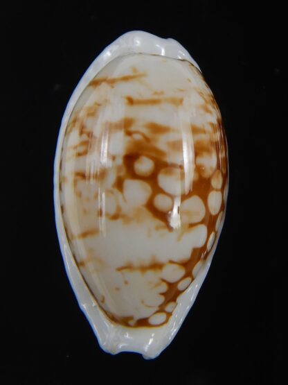 Ctibrarula cribraria cribraria " SP pattern " 29.63 mm Gem-74543