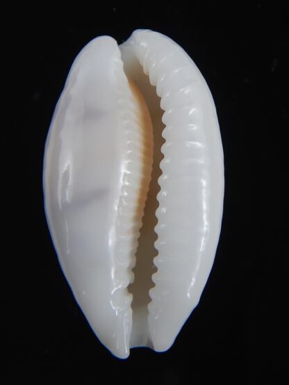 Ctibrarula cribraria cribraria " SP pattern " 29.63 mm Gem-74540