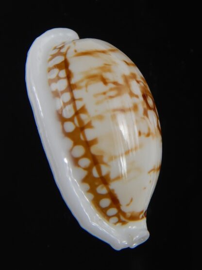 Ctibrarula cribraria cribraria " SP pattern " 29.63 mm Gem-74542