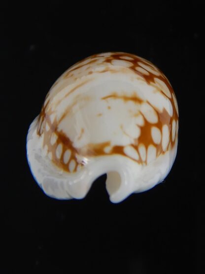 Ctibrarula cribraria cribraria " SP pattern " 29.63 mm Gem-74539