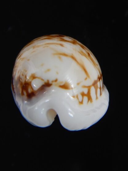 Ctibrarula cribraria cribraria " SP pattern " 29.63 mm Gem-74538