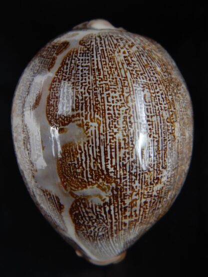 Leporicypraea mappa .."Valentia" 82.26 mm Gem-74572