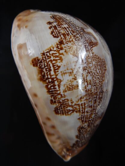 Leporicypraea mappa .."Valentia" 82.26 mm Gem-74569