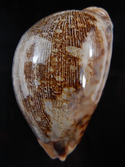 Leporicypraea mappa .."Valentia" 82.26 mm Gem-74571