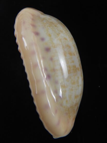 Ovatipsa chinensis chinensis .. SP white/cream ... 49.80 mm Gem-74713