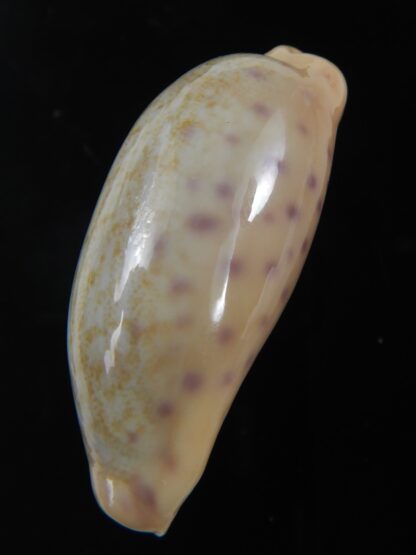 Ovatipsa chinensis chinensis .. SP white/cream ... 49.80 mm Gem-74714