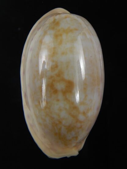 Ovatipsa chinensis chinensis .. SP white/cream ... 46.41 mm Gem-74699