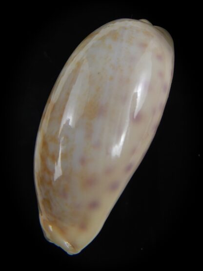 Ovatipsa chinensis chinensis .. SP white/cream ... 46.41 mm Gem-74702