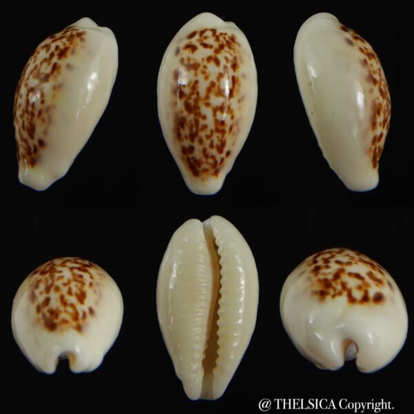 Eclogavena coxeni coxeni ... Big size ... 24.15 mm Gem-0