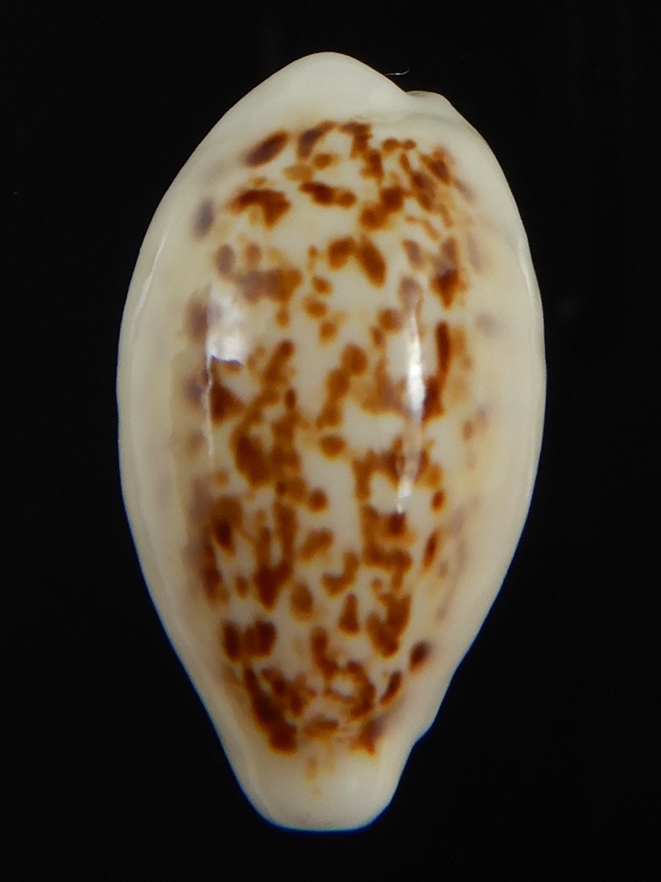 Eclogavena coxeni coxeni ... Big size ... 24.15 mm Gem-73312