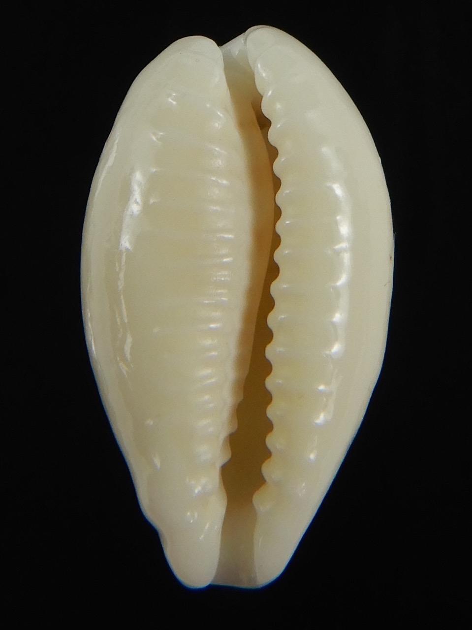 Eclogavena coxeni coxeni ... Big size ... 24.15 mm Gem-73314