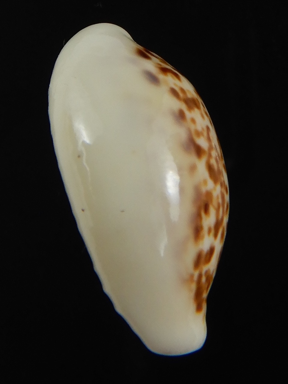 Eclogavena coxeni coxeni ... Big size ... 24.15 mm Gem-73317