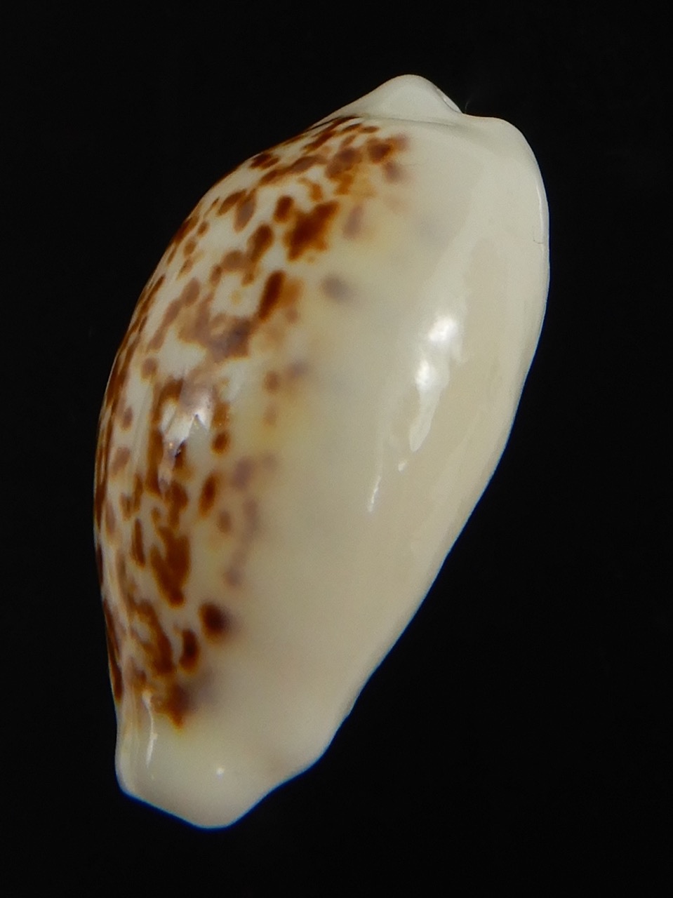 Eclogavena coxeni coxeni ... Big size ... 24.15 mm Gem-73315