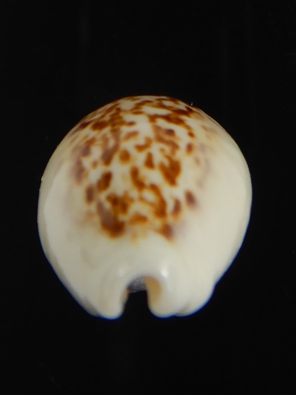 Eclogavena coxeni coxeni ... Big size ... 24.15 mm Gem-73316