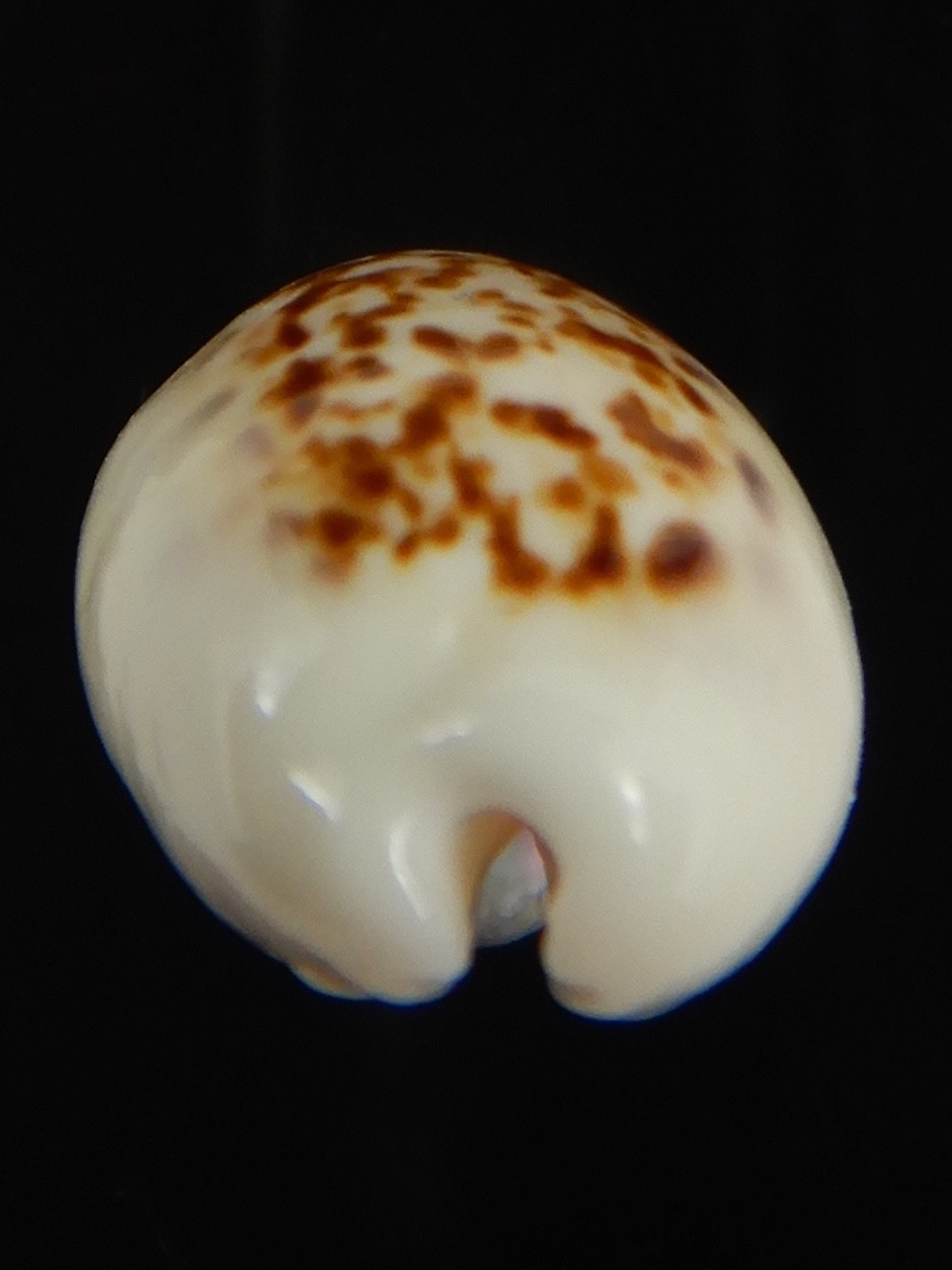 Eclogavena coxeni coxeni ... Big size ... 24.15 mm Gem-73318