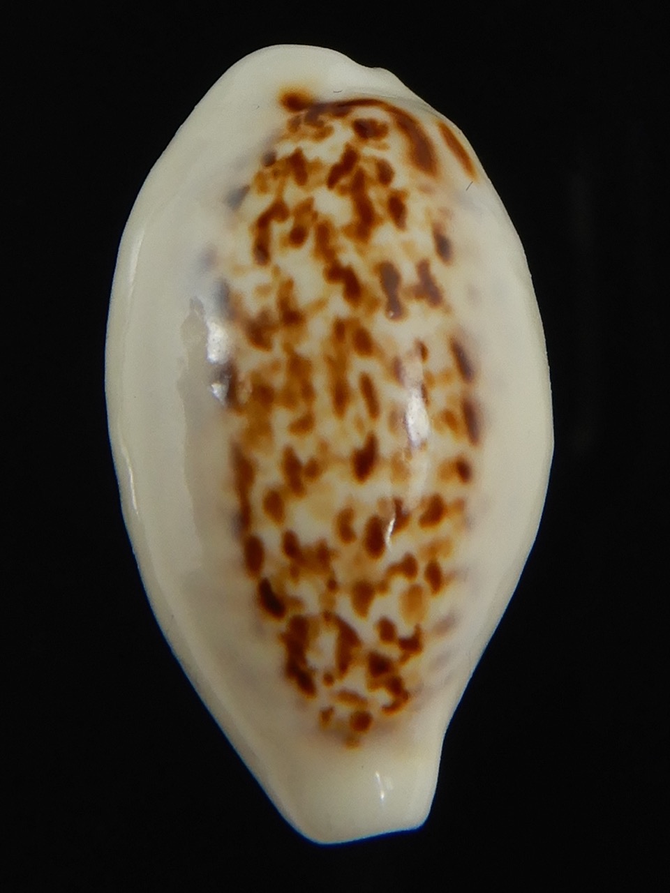 Eclogavena coxeni coxeni ... Big size ... 24.32 mm Gem-73287