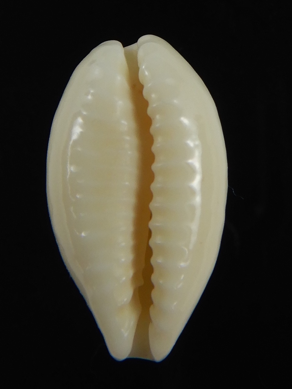 Eclogavena coxeni coxeni ... Big size ... 24.32 mm Gem-73284