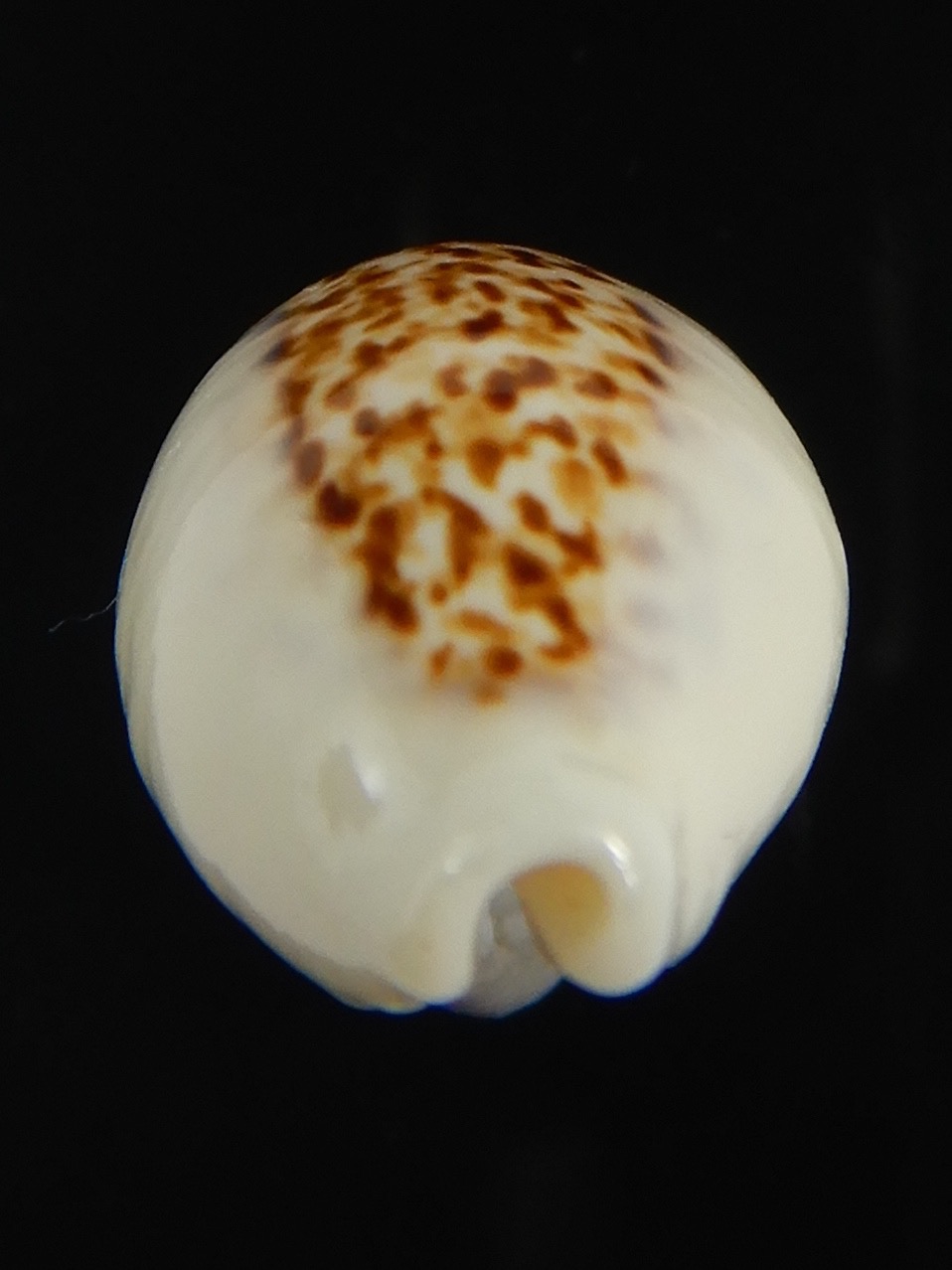 Eclogavena coxeni coxeni ... Big size ... 24.32 mm Gem-73290