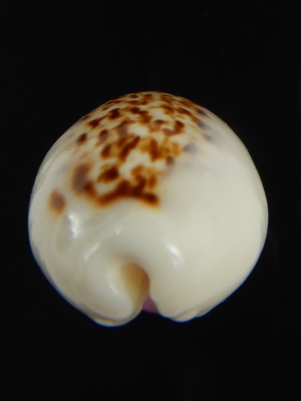 Eclogavena coxeni coxeni ... Big size ... 24.32 mm Gem-73288