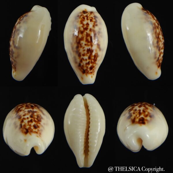 Eclogavena coxeni coxeni ... Big size ... 24.42 mm Gem -0