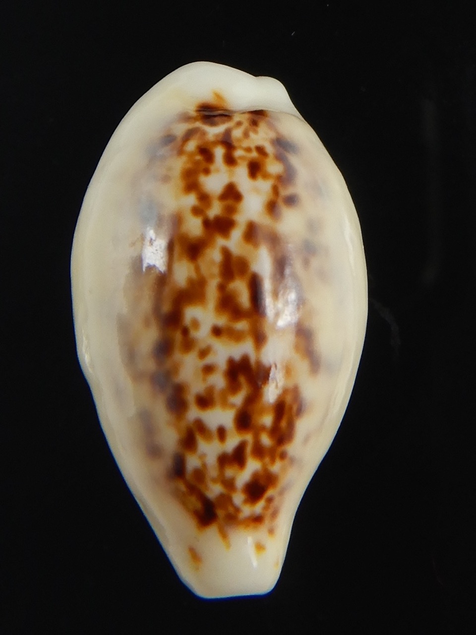 Eclogavena coxeni coxeni ... Big size ... 24.42 mm Gem -73332