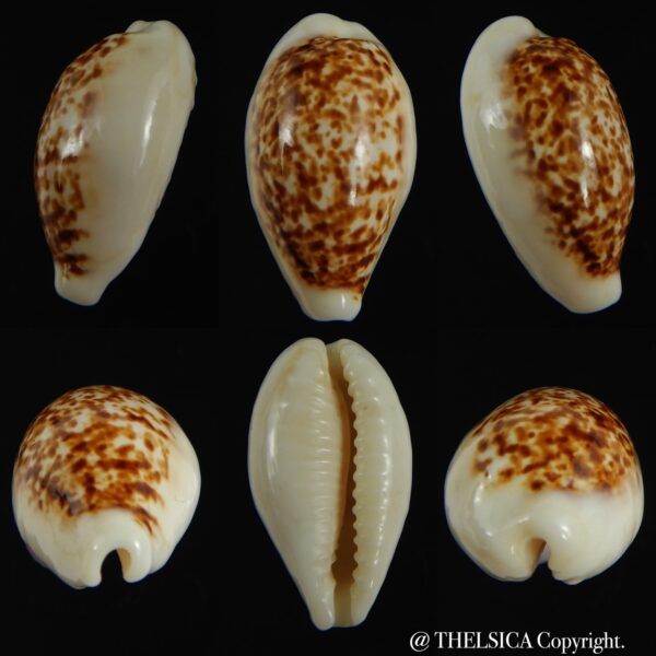 Eclogavena coxeni coxeni ... Big size ... 24.75 mm Gem-0