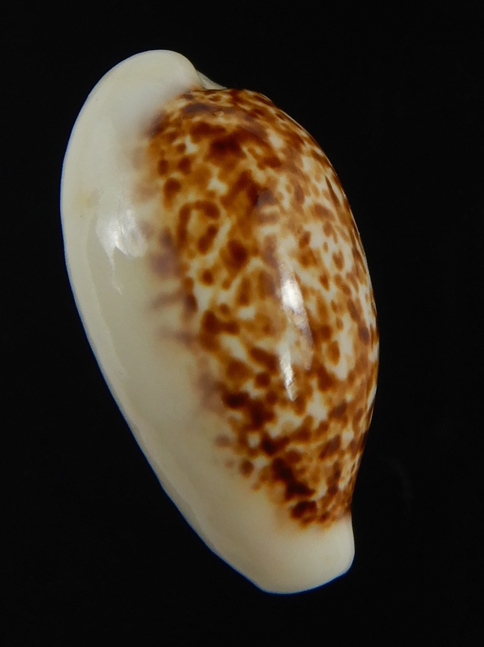 Eclogavena coxeni coxeni ... Big size ... 24.75 mm Gem-73342