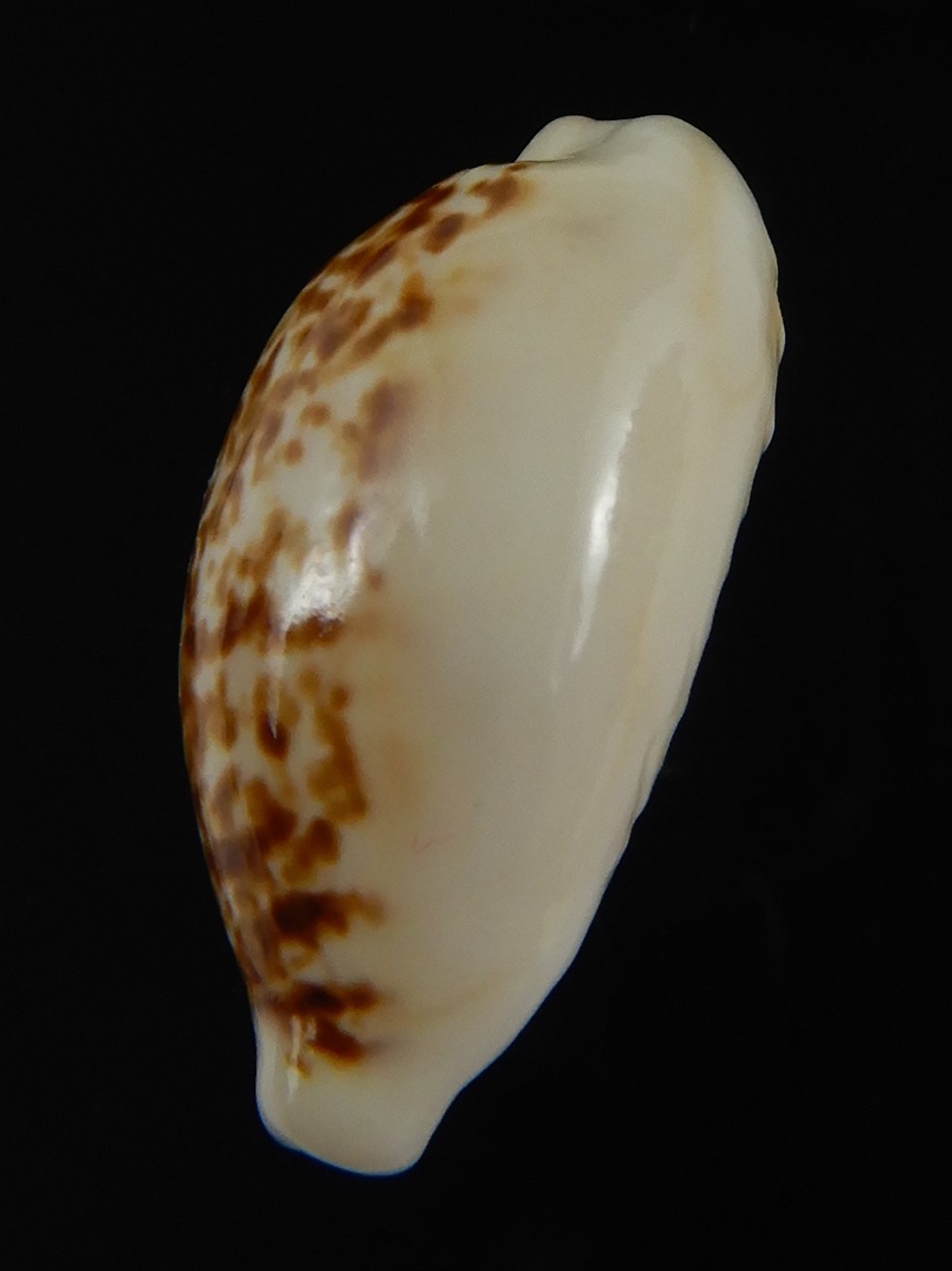 Eclogavena coxeni coxeni ... Big size ... 24.75 mm Gem-73346