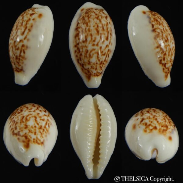Eclogavena coxeni coxeni ... VERY Big size ... 26.24 mm Gem-0