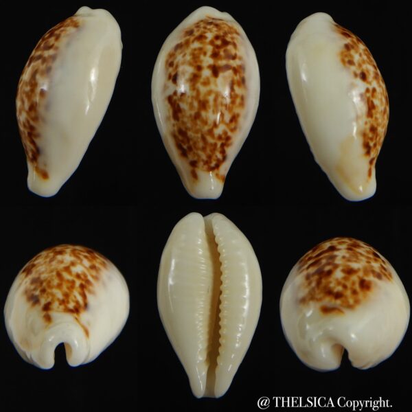 Eclogavena coxeni coxeni ... Big size ... 25.48 mm Gem-0