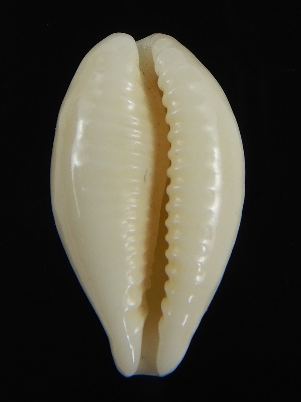 Eclogavena coxeni coxeni ... Big size ... 25.48 mm Gem-73370