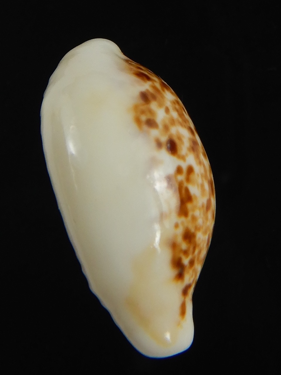 Eclogavena coxeni coxeni ... Big size ... 25.48 mm Gem-73374