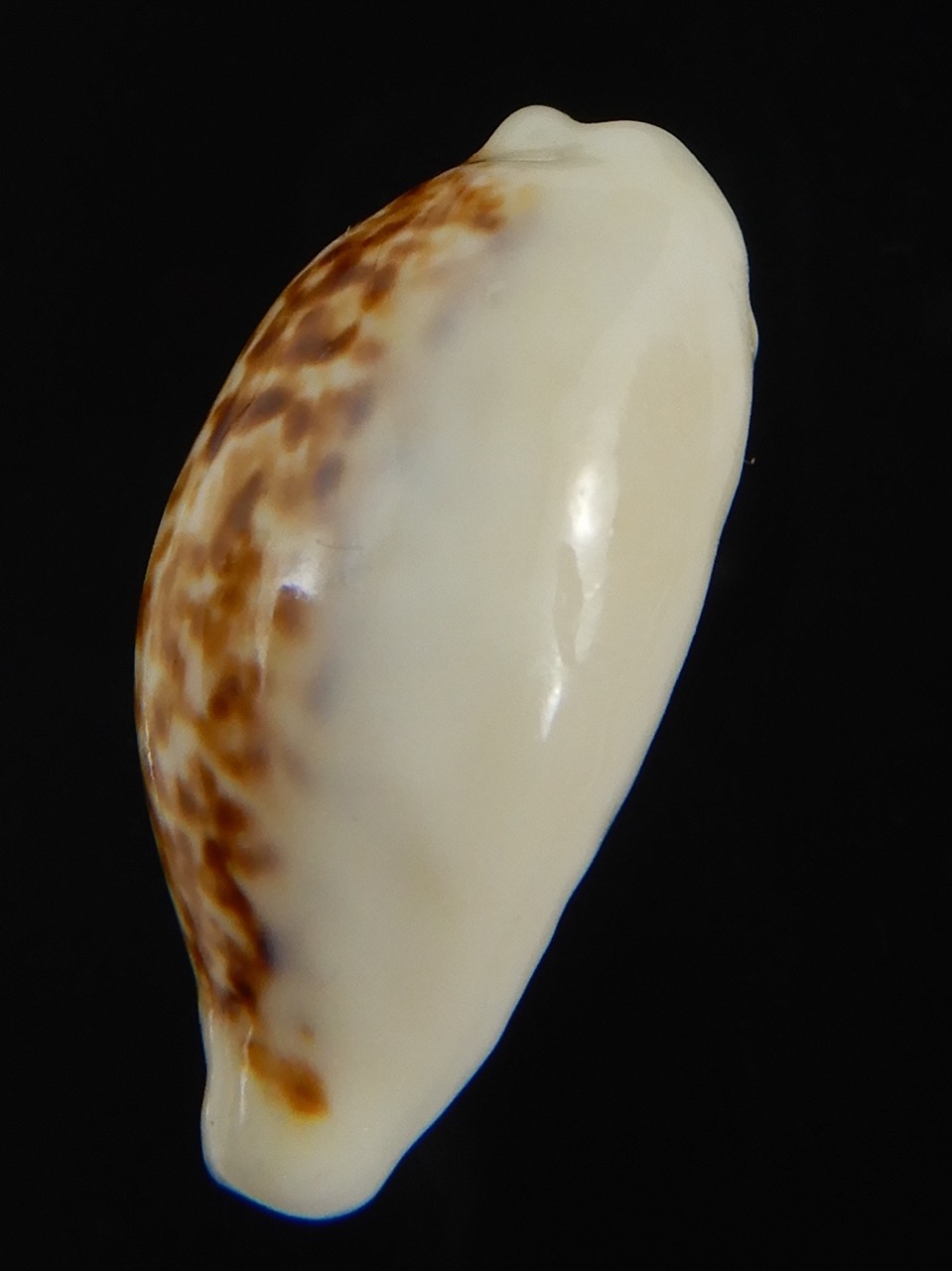 Eclogavena coxeni coxeni ... Big size ... 25.48 mm Gem-73372