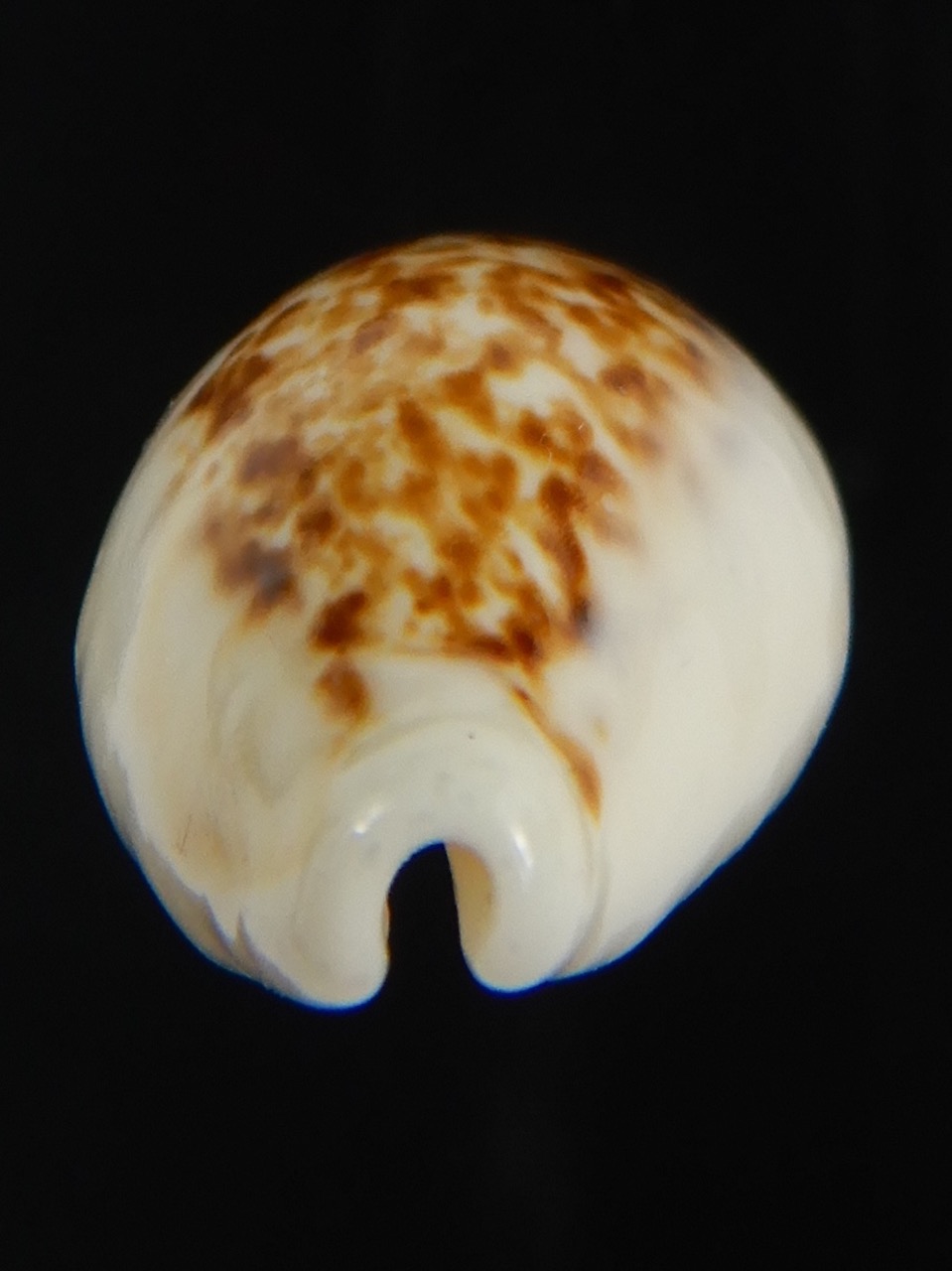 Eclogavena coxeni coxeni ... Big size ... 25.48 mm Gem-73373