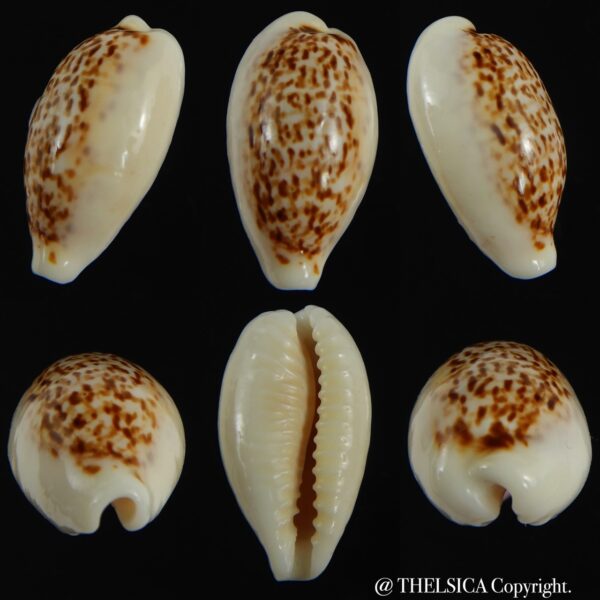Eclogavena coxeni coxeni ... VERY Big size ... 25.50 mm Gem-0
