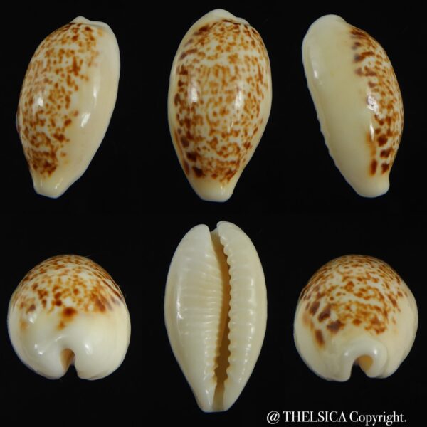 Eclogavena coxeni coxeni ... VERY Big size ... 26.91 mm Gem-0