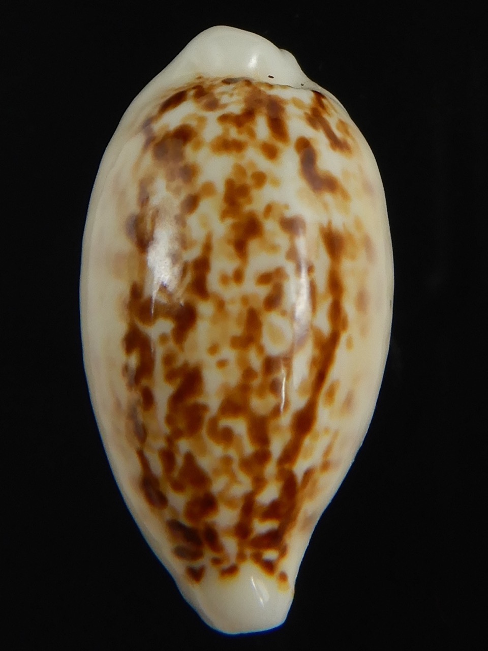 Eclogavena coxeni coxeni ... Big size ... 25.74 mm Gem-73300