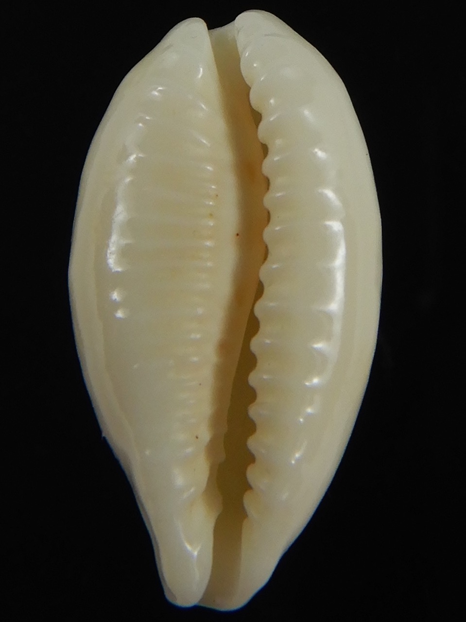 Eclogavena coxeni coxeni ... Big size ... 25.74 mm Gem-73302