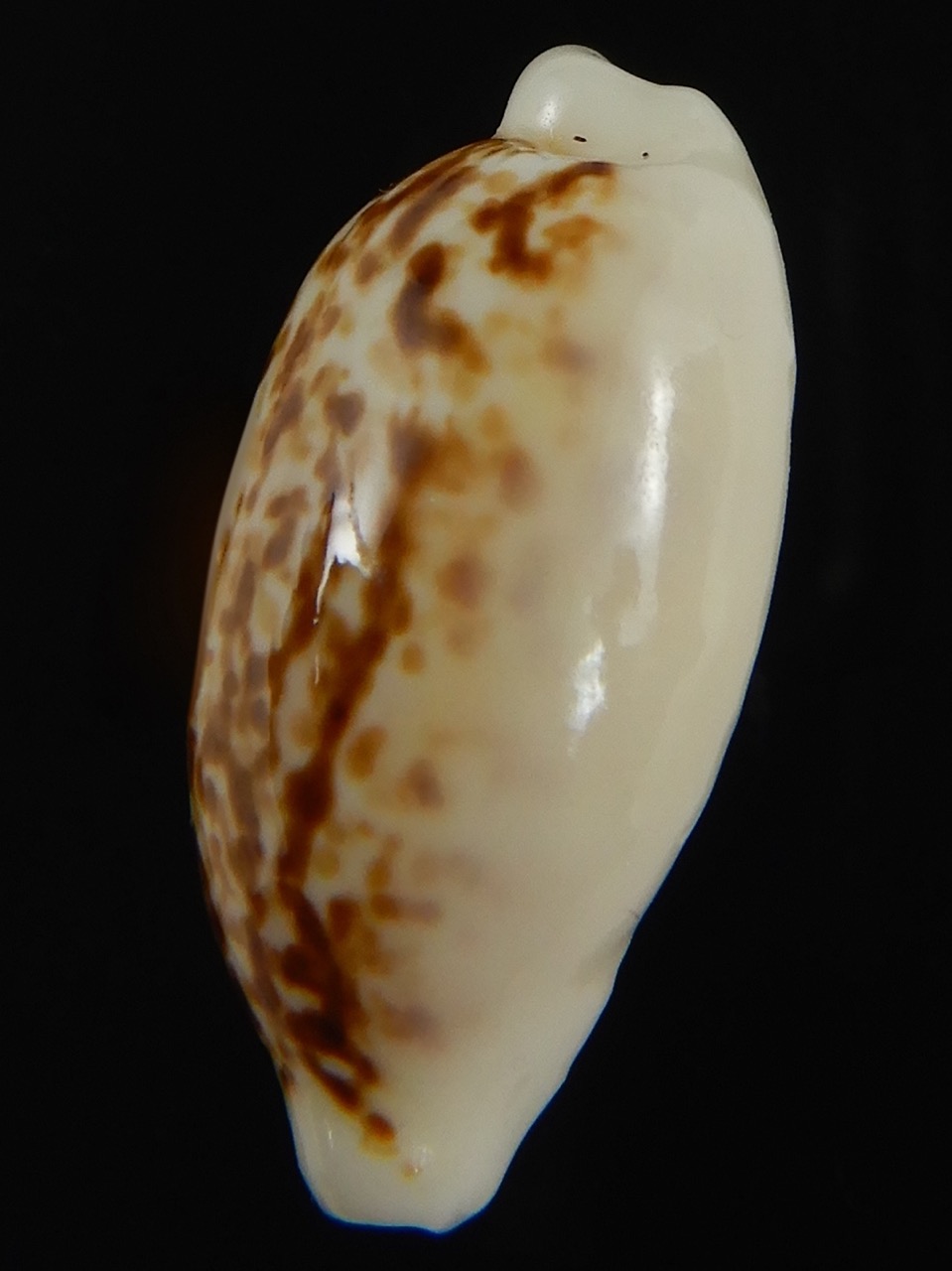 Eclogavena coxeni coxeni ... Big size ... 25.74 mm Gem-73304