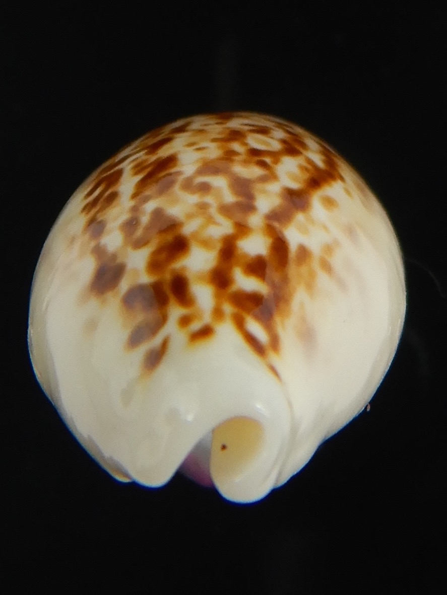 Eclogavena coxeni coxeni ... Big size ... 25.74 mm Gem-73303