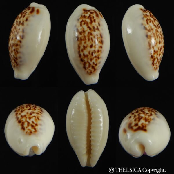 Eclogavena coxeni coxeni ... Big size ... 24.32 mm Gem-0
