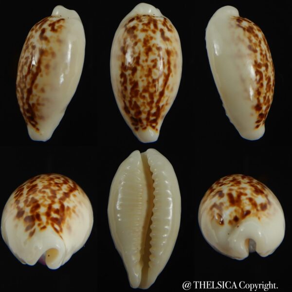 Eclogavena coxeni coxeni ... Big size ... 25.74 mm Gem-0