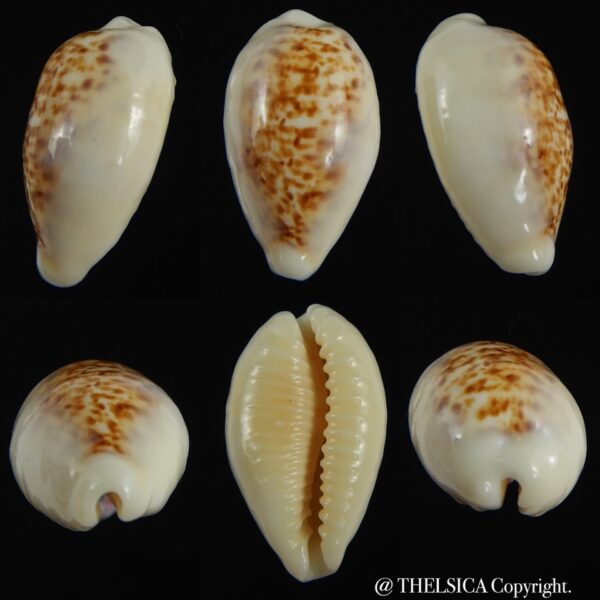 Eclogavena coxeni hypercalosa ..Big size ... 25.96 mm Gem -0
