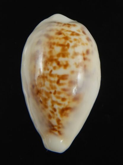 Eclogavena coxeni hypercalosa ..Big size ... 25.96 mm Gem -73417